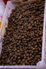 Castanea seguinii