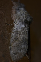 Calliteara pudibunda