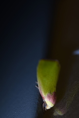 Earias pudicana