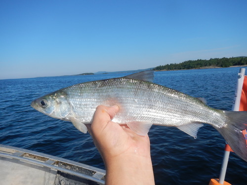 Chub (Coregonus artedi) — Salmonidae