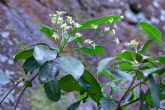 Acronychia pedunculata