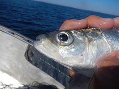 Coregonus artedi