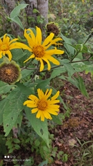 Tithonia tubaeformis