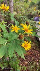 Tithonia tubaeformis