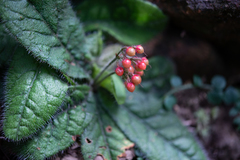 Ardisia primulifolia
