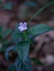 Strobilanthes tetrasperma