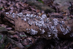 Piptoporellus soloniensis