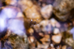 Metrocoris lituratus