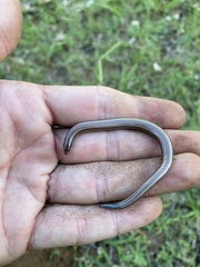 Scelotes bidigittatus