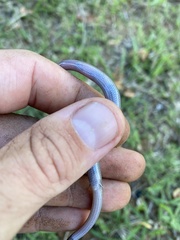 Scelotes bidigittatus