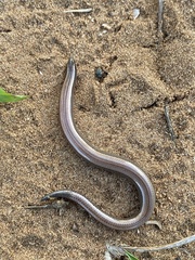 Scelotes bidigittatus