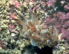 Okenia virginiae