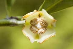 Garcinia vieillardii