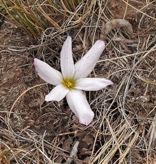 Zephyranthes andina