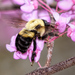 Brown-belted Bumble Bee - Photo (c) Tracey Fandre, some rights reserved (CC BY-NC-ND), uploaded by Tracey Fandre
