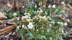 Browallia americana