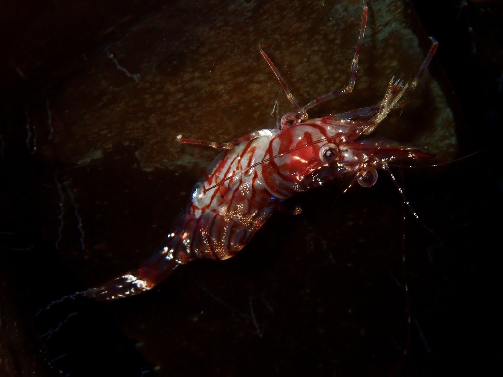 Aesop shrimp