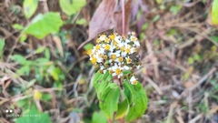 Alloispermum