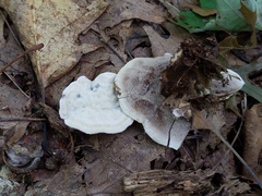 Phellodon confluens