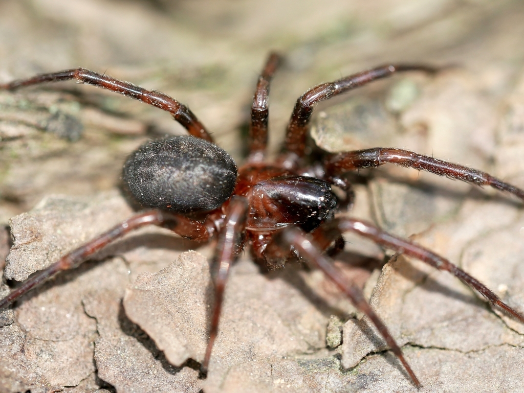 Night-hunting Woodland Spider