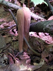 Clavariadelphus americanus