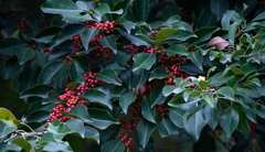 Ilex latifolia