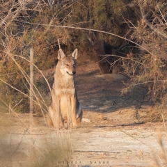African Golden Wolf photo 3