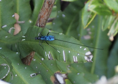 Dotocryptus bellicosus