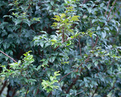 Plinia cauliflora