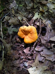 Cantharellus phasmatis
