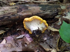 Cantharellus phasmatis