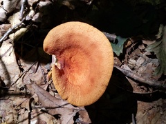 Lactifluus rugatus