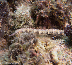 Corythoichthys haematopterus