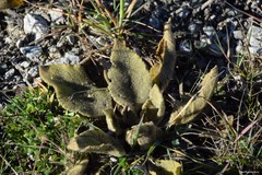 Verbascum rotundifolium