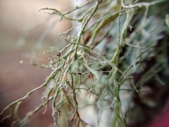 Ramalina peruviana