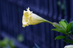 Solandra longiflora