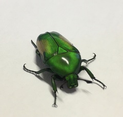 Chlorocala africana subsuturalis