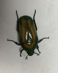 Chlorocala africana subsuturalis