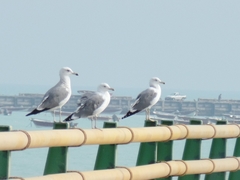 Larus fuscus barabensis