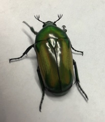 Chlorocala africana subsuturalis