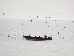 Larus fuscus barabensis