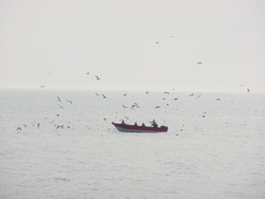 Larus fuscus barabensis