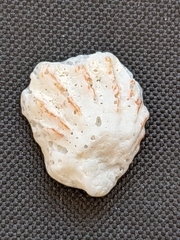 Plicatula gibbosa