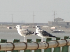 Larus fuscus barabensis
