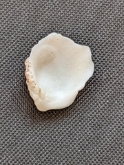 Plicatula gibbosa