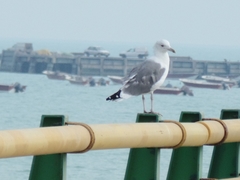 Larus fuscus barabensis