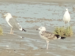 Larus fuscus barabensis