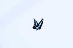 Graphium sarpedon