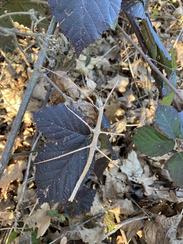 Annam Stick Insect