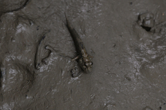 Periophthalmus modestus